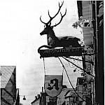 alter Hirsch -  (2 von 2)